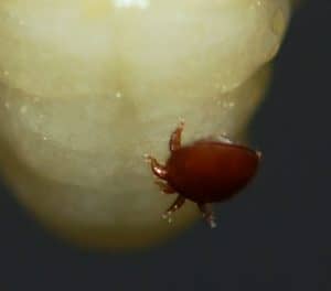 In which countries is Varroa a threat? 