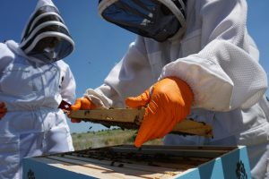 Do I need protective clothing when beekeeping?