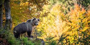 Are bears a threat to my beehive(s)?