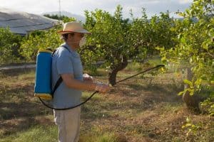 Bees And Pesticides: What Is Safe?