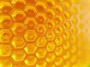 How is honey created by bees?