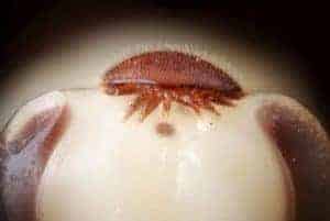 How and when did Varroa mites become a threat? 