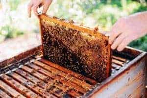 What should be done during a beekeeping inspection?