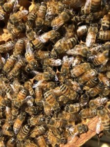 What are the biggest threats to honeybees?