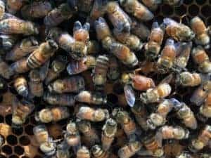 Cornelia and Her Attendants