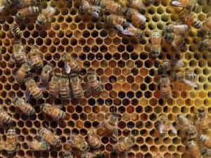What to Feed Honeybee Colonies