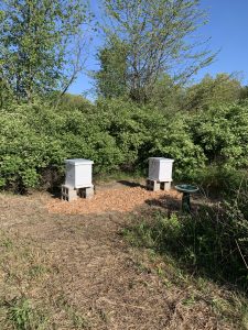 How becoming a beekeeper can turn into so much more