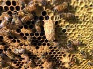 A Buckfast Bees Experiment Goes Bust – Aggressive Bees and Honey Supers