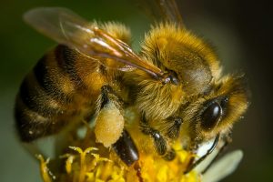 Why is bee anatomy so amazing?