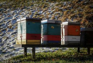 How can I prepare my beehives for winter?