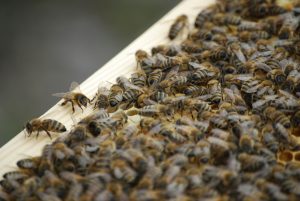 New Substack Post: Genetic Diversity in Honeybees