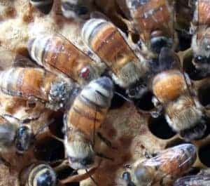 Can Varroa travel between hives?