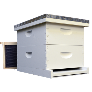 Starter Hive